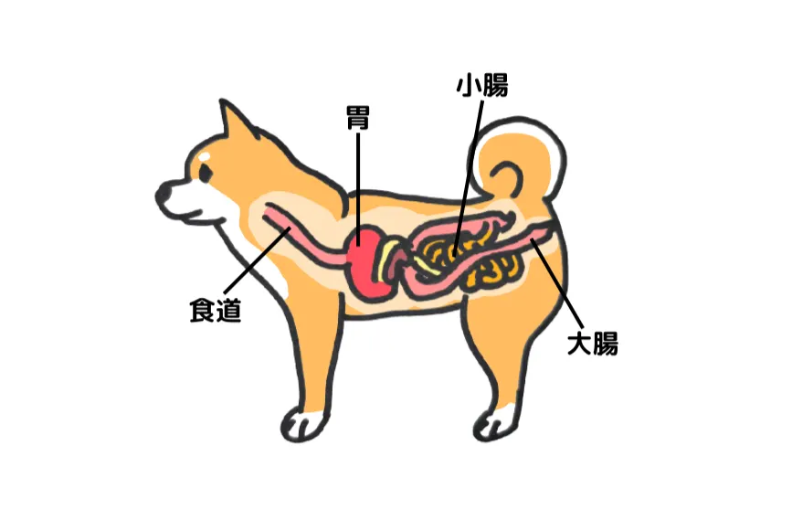 犬の内臓位置図