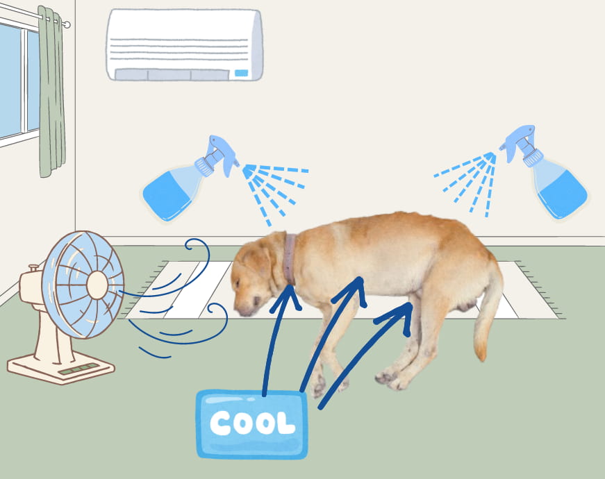 犬に霧吹きで水をかけ、扇風機をあて、保冷剤を挟む応急処置
