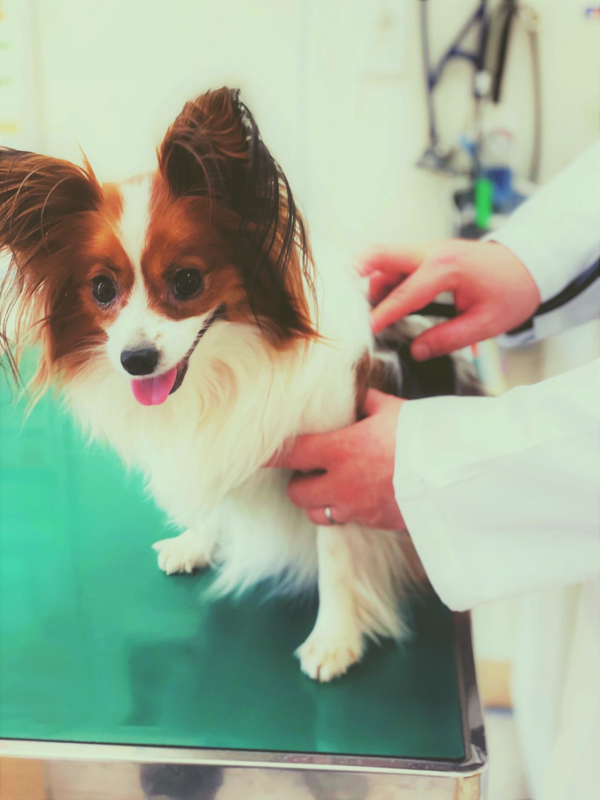 獣医による犬の診察