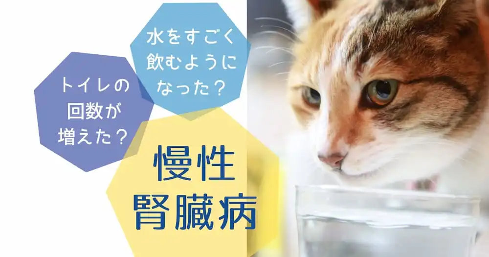 水をすごく飲むようになった？トイレの回数が増えた？猫の慢性腎臓病　猫が水を飲む画像